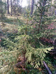 Picea abies