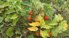 Alkekengi officinarum