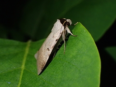 Lygephila craccae