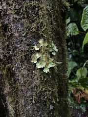 Lecanoromycetes