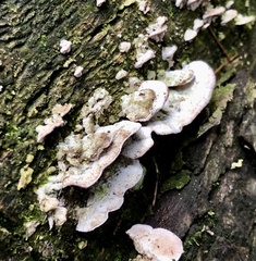 Rigidoporus populinus