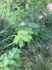 Cephalanthus occidentalis