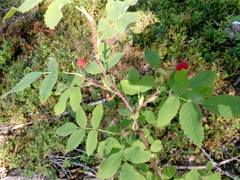 Rosa acicularis