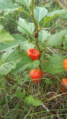 Alkekengi officinarum