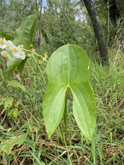 Sagittaria