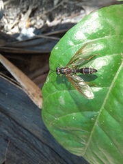 Acrochaeta pseudofasciata