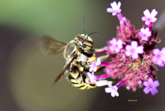 Anthidium florentinum