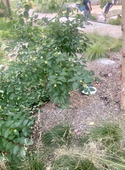 Cephalanthus occidentalis