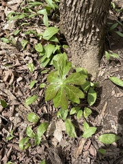 Podophyllum peltatum