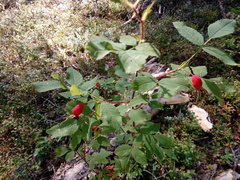 Rosa acicularis