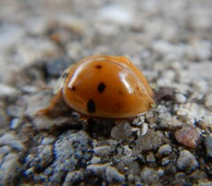 Hesperomyces harmoniae