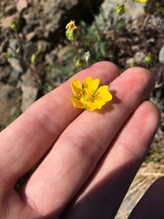 Potentilla glaucophylla