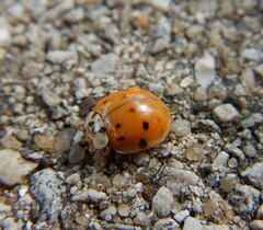 Hesperomyces harmoniae