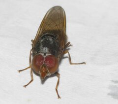Rhingia nasica