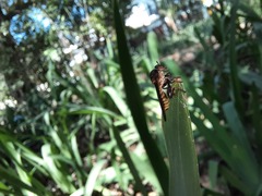 Holcocephala