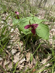 Trillium