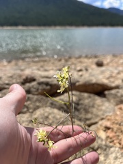 Sisymbrium altissimum