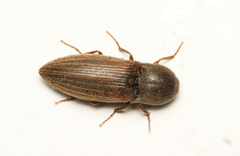 Agriotes lineatus