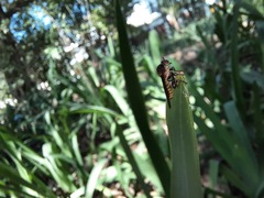 Holcocephala