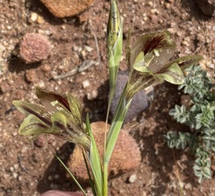 Gladiolus hyalinus