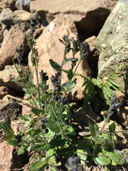 Veronica wormskjoldii