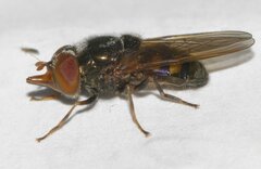 Rhingia nasica