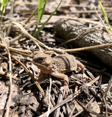 Phrynosoma hernandesi