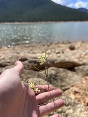 Sisymbrium altissimum