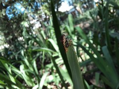 Holcocephala
