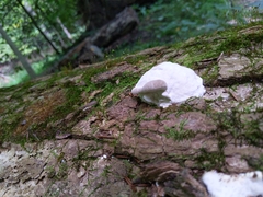Basidiomycota