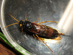 Urocerus flavicornis
