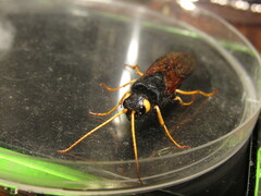 Urocerus flavicornis