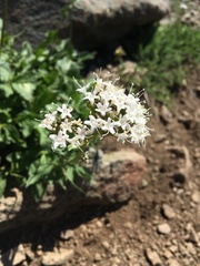 Valeriana