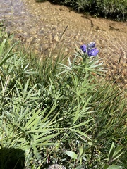 Lupinus covillei