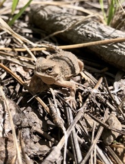 Phrynosoma hernandesi
