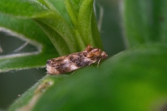 Acontiinae