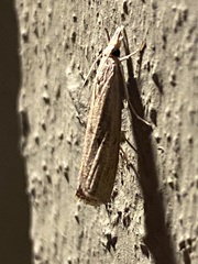 Parapediasia teterrellus