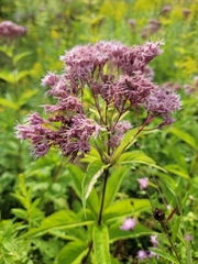 Eutrochium maculatum