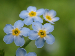 Myosotis scorpioides
