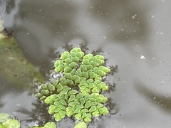 Azolla