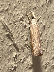 Parapediasia teterrellus