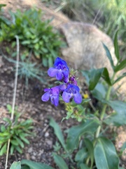 Penstemon glaber