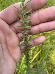 Lythrum alatum alatum