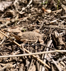 Phrynosoma hernandesi