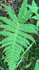 Phegopteris connectilis
