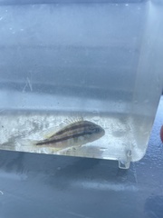 Orthopristis chrysoptera