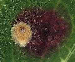Hemiberlesia rapax