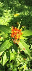 Asclepias curassavica