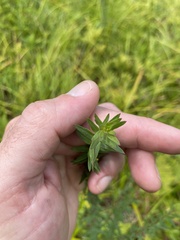 Lythrum alatum alatum