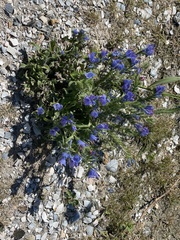 Echium vulgare